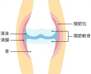 正常な膝関節