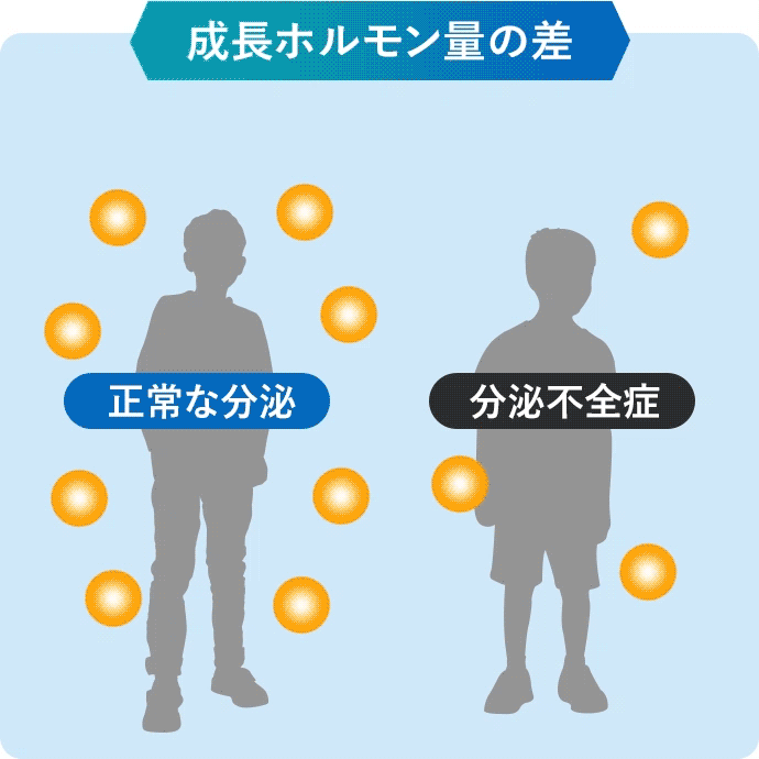 成長ホルモンの差